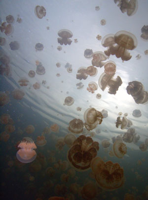 Jellyfish Lake